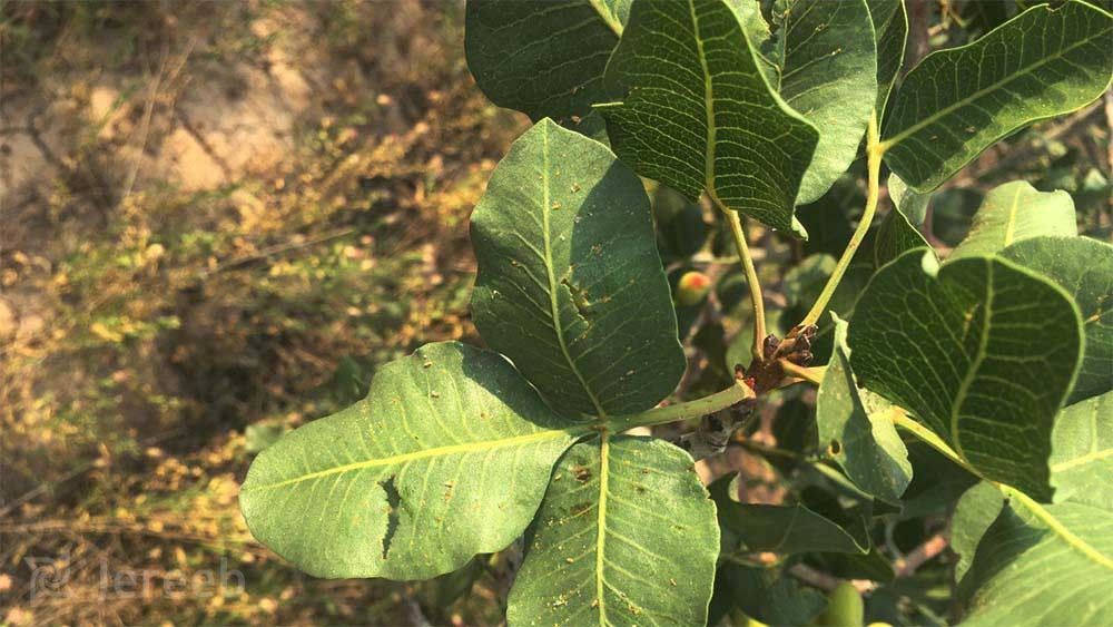 Pistachio Tree Leaves