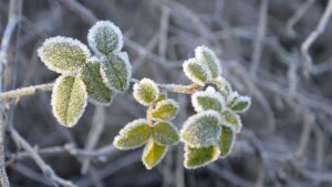 سرمازدگی باغات و سرمازدگی پسته و خسارت سرمازدگی