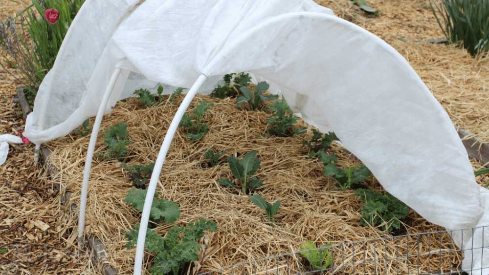برای گیاهان کوتاه قد و گیاهان یک‌ساله، در زمانی که احتمال خسارت سرمازدگی وجود دارد، روی گیاهان را با پوشش پلاستیکی می‌پوشانند.