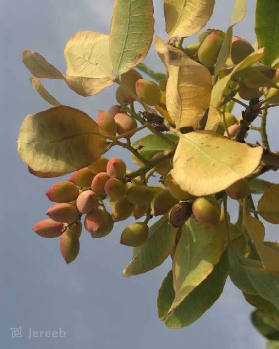 علائم کمبود ازت در تغذیه گیاهان