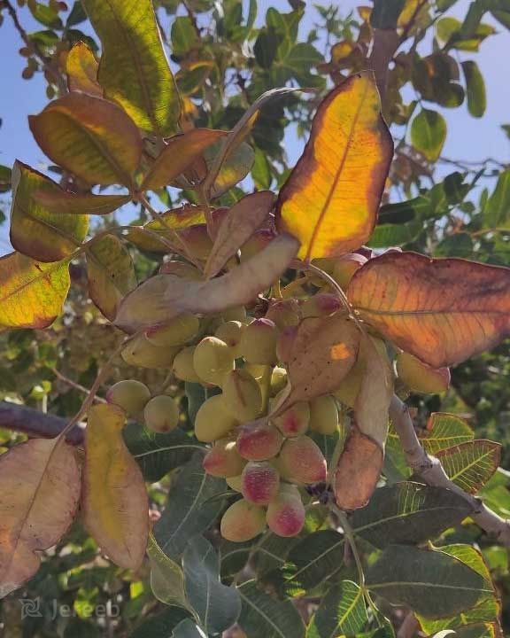 علائم کمبود ازت در تغذیه گیاه