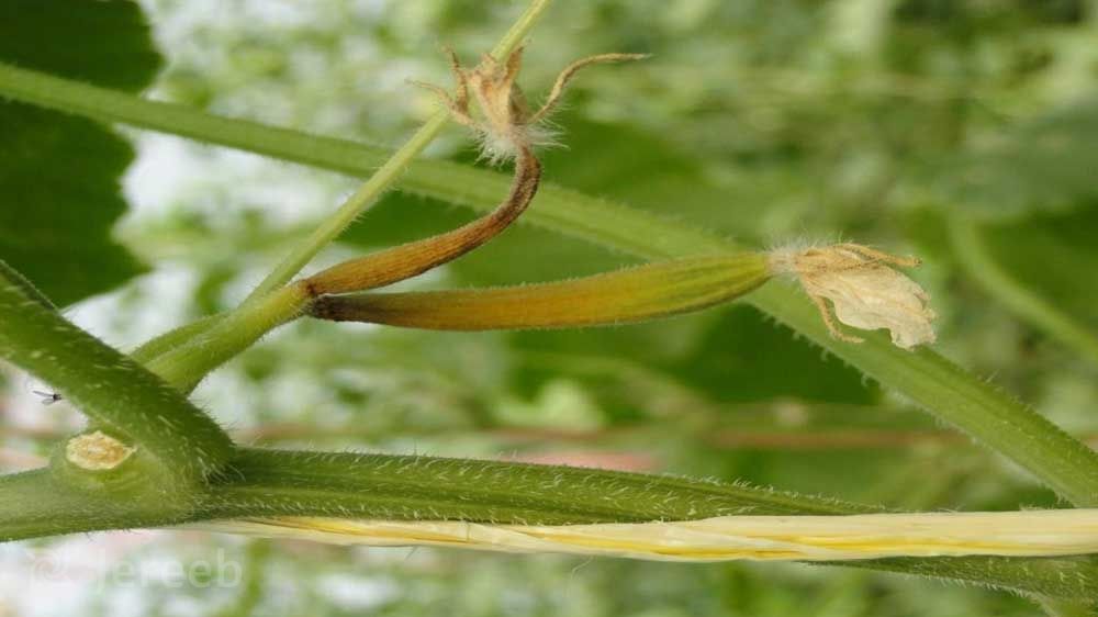 علائم کمبود بور در تغذیه گیاه