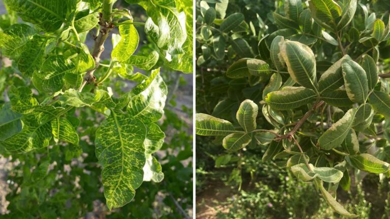 علائم کمبود پتاسیم (راست) و منگنز (چپ) در برگ درخت پسته