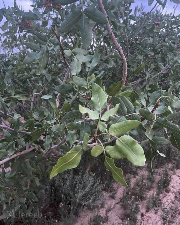 علائم کمبود آهن در تغذیه درخت پسته