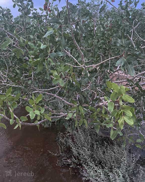 علائم کمبود آهن در تغذیه گیاهان