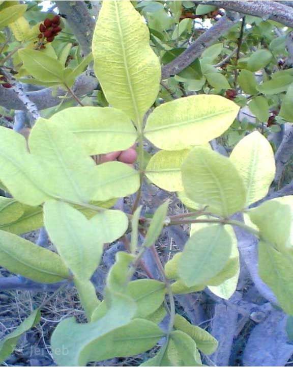 علائم کمبود آهن در تغذیه گیاهان