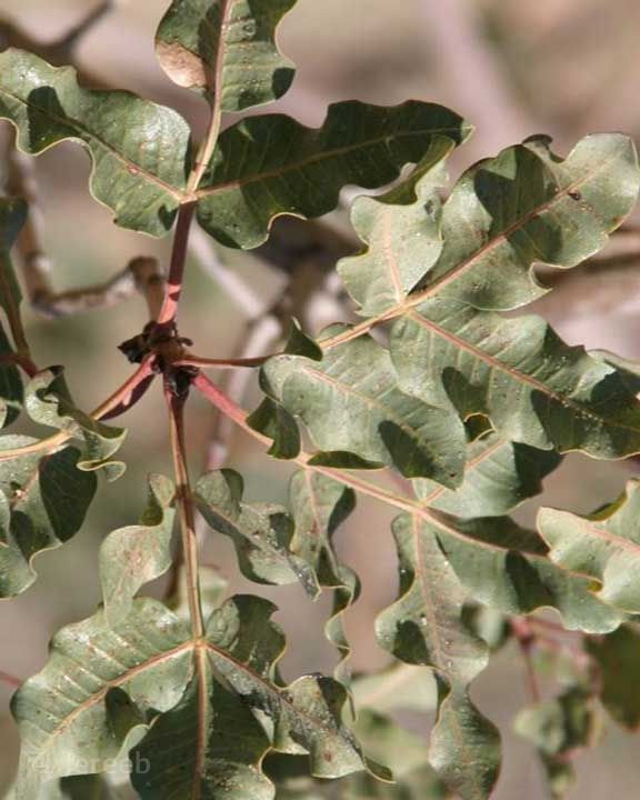 علائم کمبود روی در تغذیه گیاه