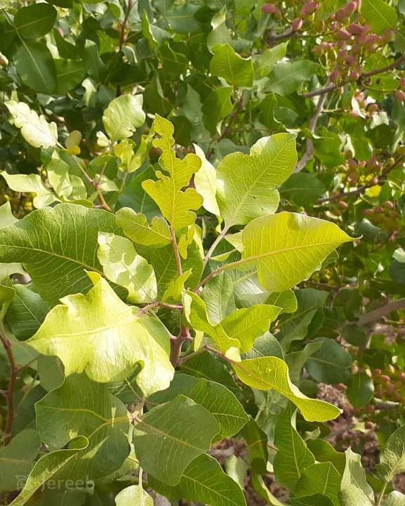 علائم کمبود روی در تغذیه گیاه