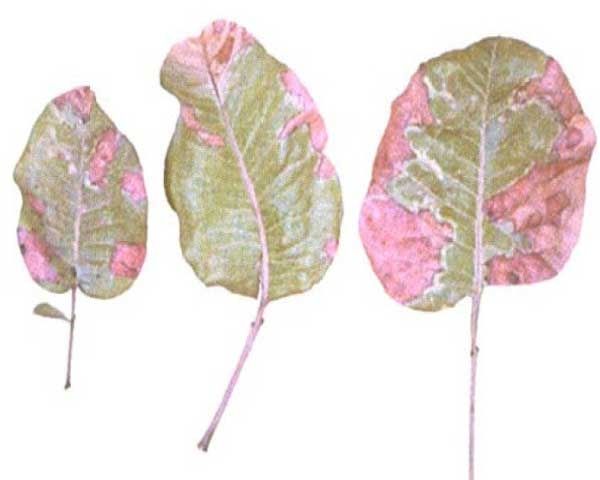 علائم کمبود فسفر در تغذیه گیاه