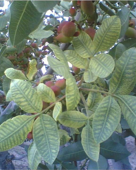 علائم کمبود منگنز در تغذیه گیاهان