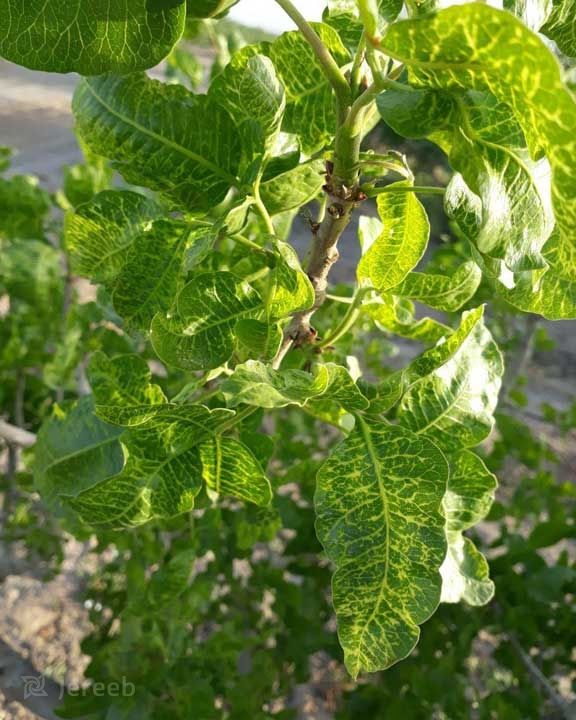 علائم کمبود منگنز در تغذیه گیاهان