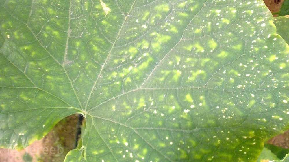 علائم کمبود منیزیم در تغذیه گیاه