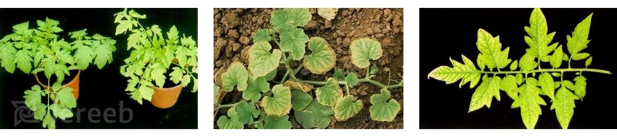 علائم کمبود مولیبدن در تغذیه گیاه