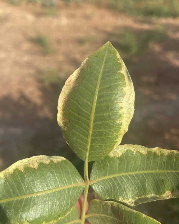 علائم کمبود پتاسیم در تغذیه درخت پسته