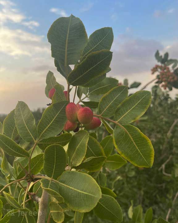 علائم کمبود پتاسیم در تغذیه درخت پسته