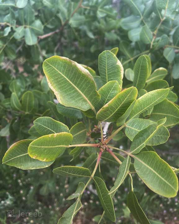 علائم کمبود پتاسیم در تغذیه درخت پسته