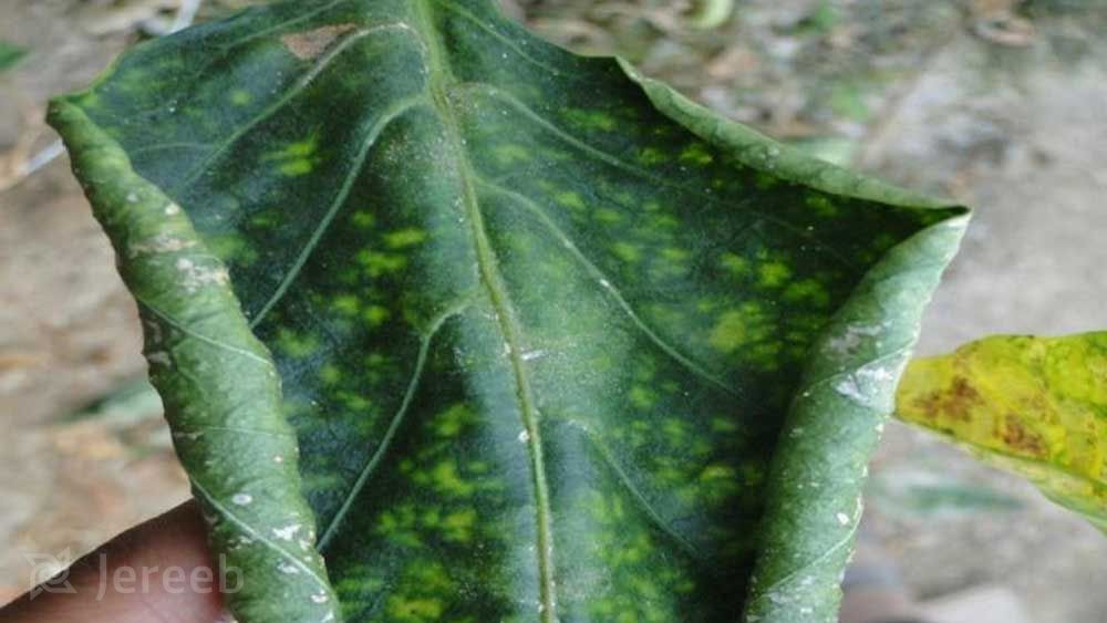 علائم کمبود کلسیم در تغذیه گیاهان