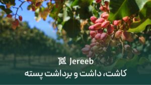 همه‌چیز درباره‌ی کاشت، داشت و برداشت محصول از باغ پسته