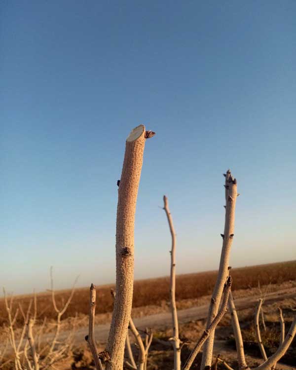 سربرداری درخت پسته