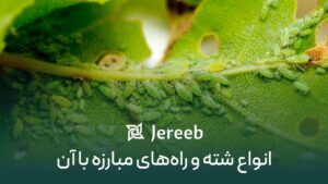 آفت شته روی برگ گیاه