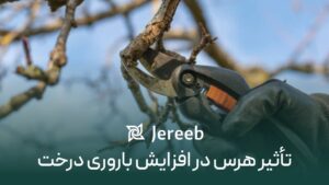 هرس و تاثیر آن در افزایش رشد و باروری درخت