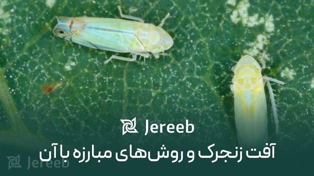 آفت زنجرک روی برگ و مبارزه با آن