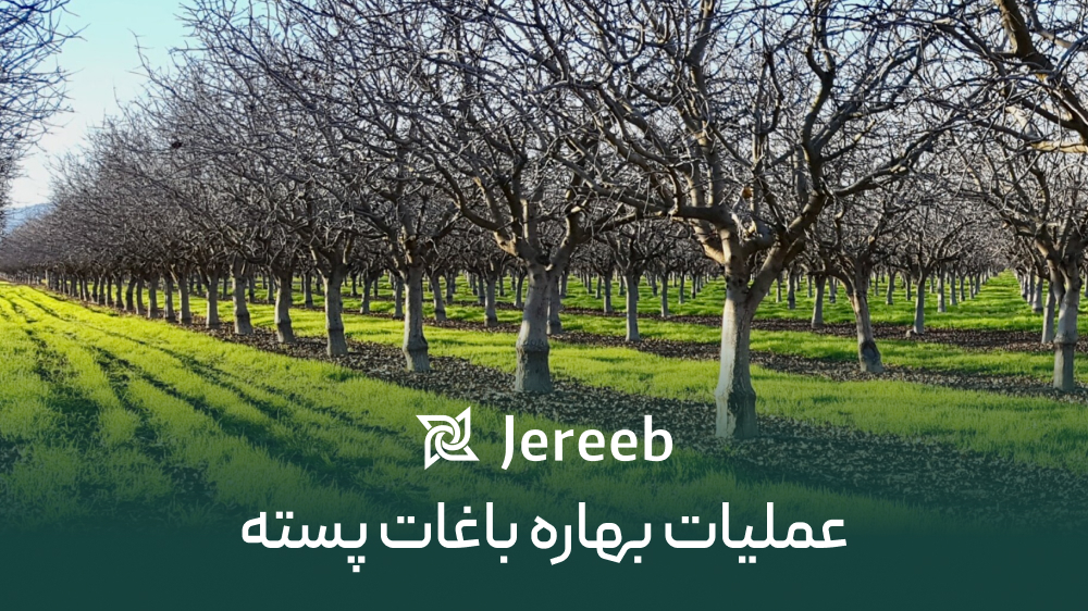 نکات قابل توجه در عملیات بهاره باغات پسته