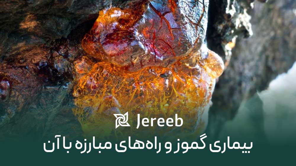 راهکارهای مبارزه با بیماری گموز پسته