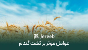 کشت گندم