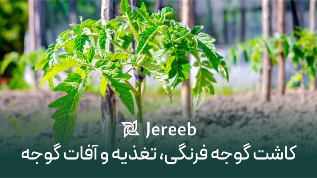 کاشت گوجهفرنگی، تغذیه و آفات گوجه
