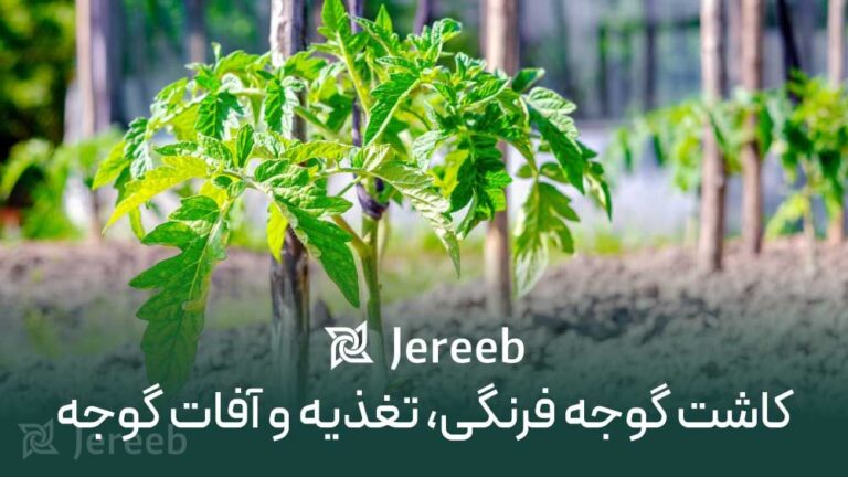 کاشت گوجه‌فرنگی، تغذیه و آفات گوجه