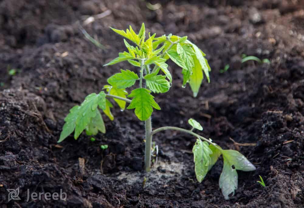 کاشت گوجه فرنگی، تغذیه و مبارزه با آفات گوجه