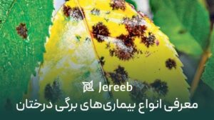 معرفی انواع بیماری برگی درختان