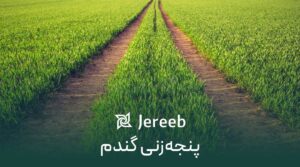 پنجه‌زنی گندم؛ مدیریت یکپارچه برای دستیابی به حداکثر عملکرد